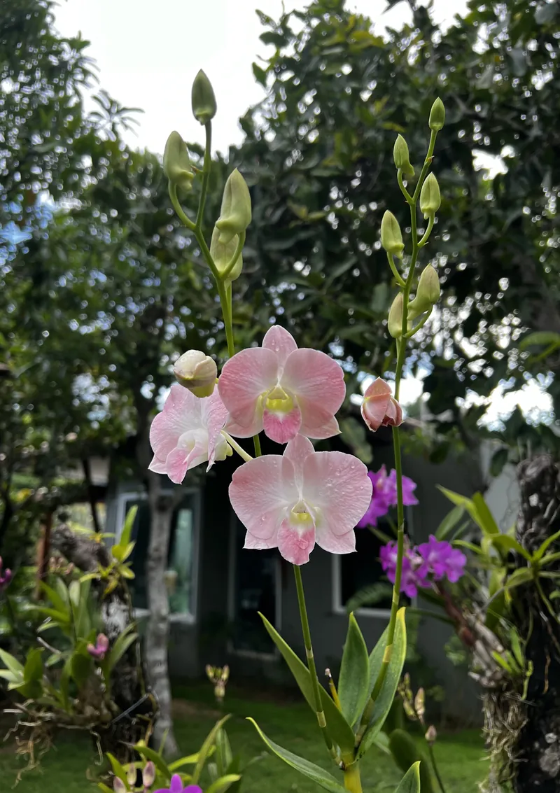 Orchids in the resort garden
