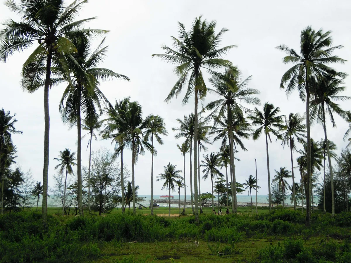 Coconut palms on the landward side of Natai Beach