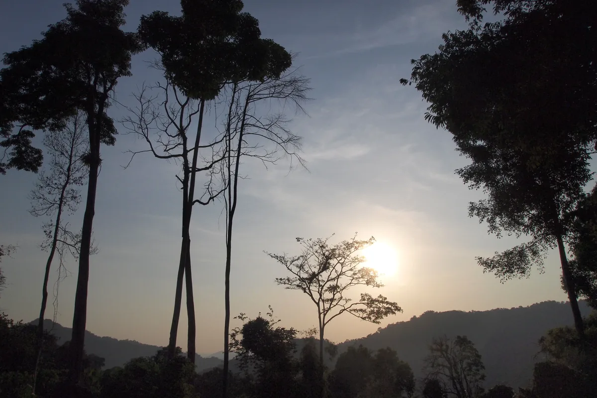 Tall forest trees silhouetted against the setting sun and hills in Khao Sok National Park