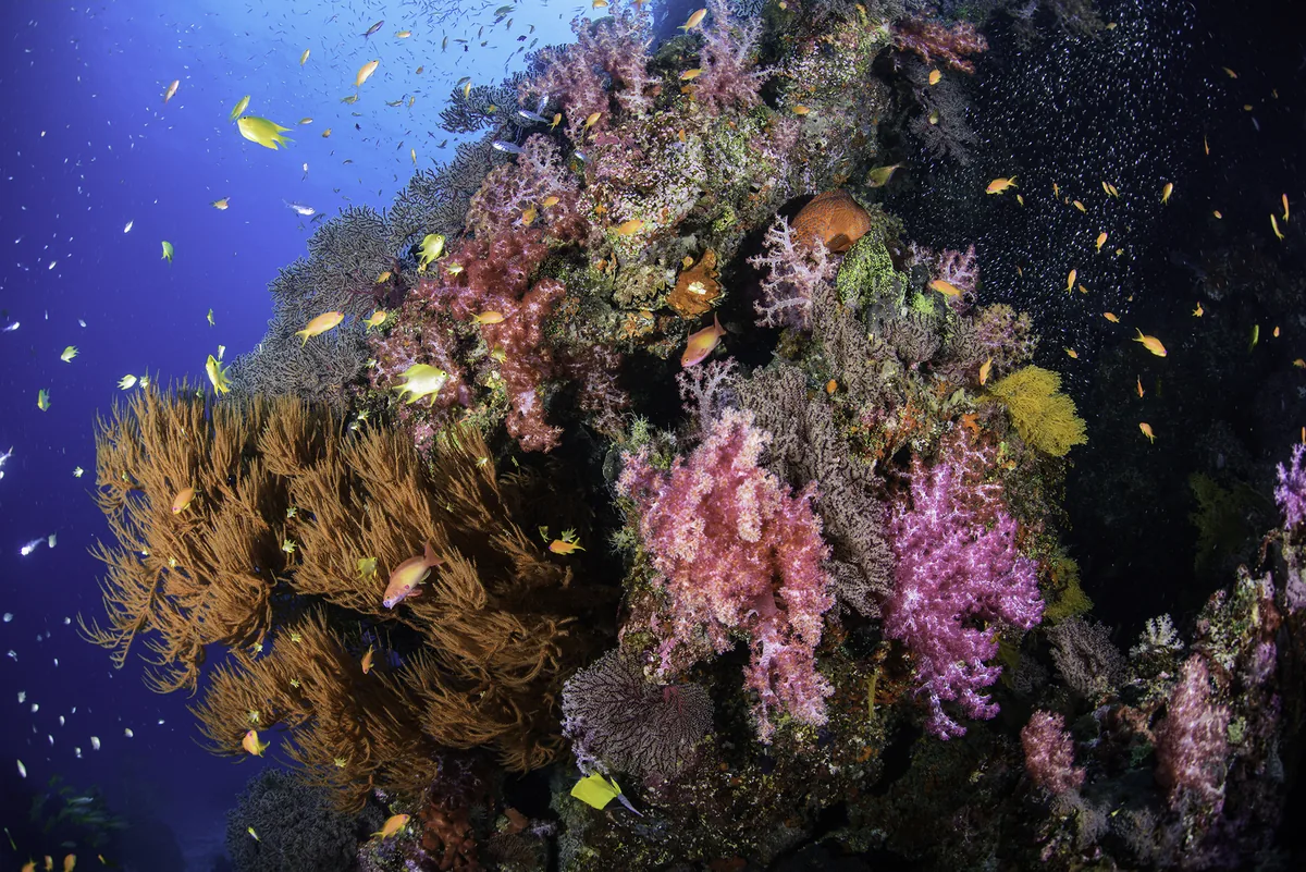 Small fish swimming beside colourful coral growth in the Similan Islands