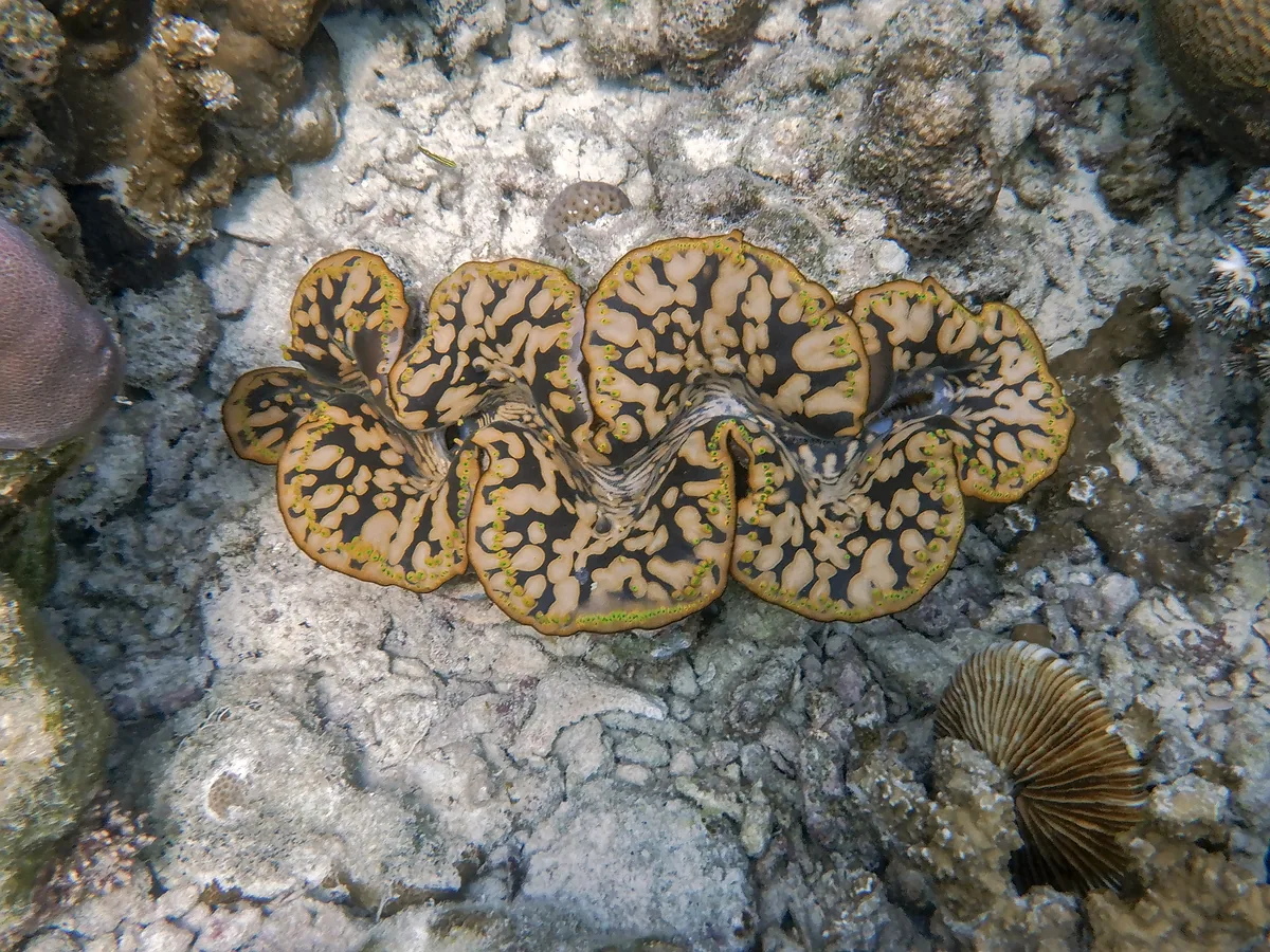 Patterned giant clam among reef material in Mu Ko Surin National Park