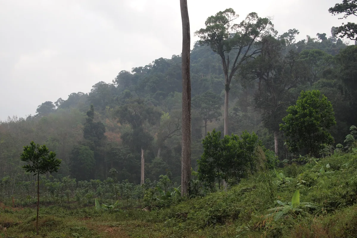 Tall trees and dense green vegetation on a forested slope in Khao Lak–Lam Ru National Park